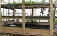 endless food aquaponic system