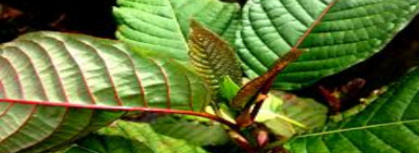 Kratom cutting plants for sale